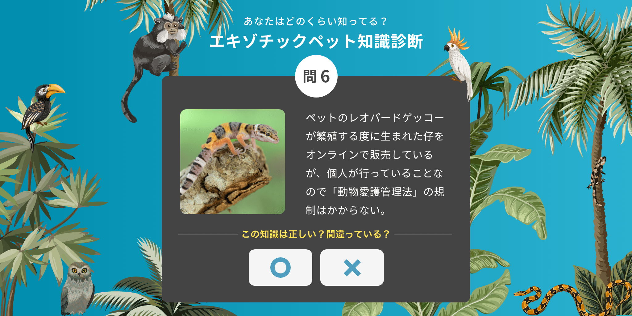 エキゾチックペットとは何ですか?