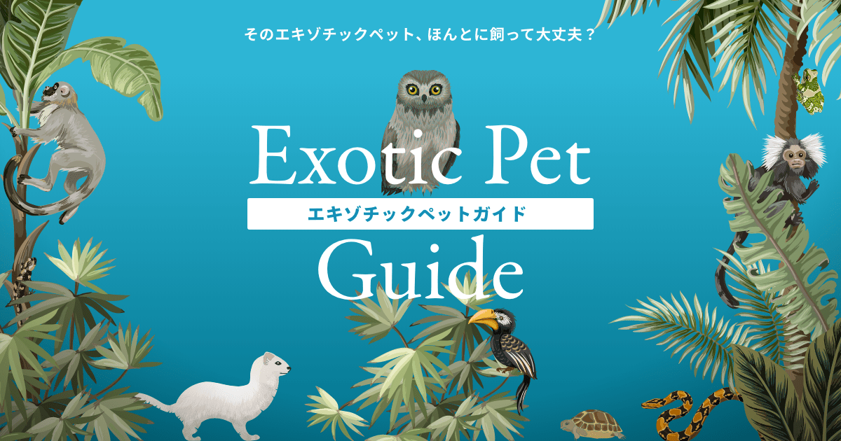 エキゾチックペットとは何ですか?