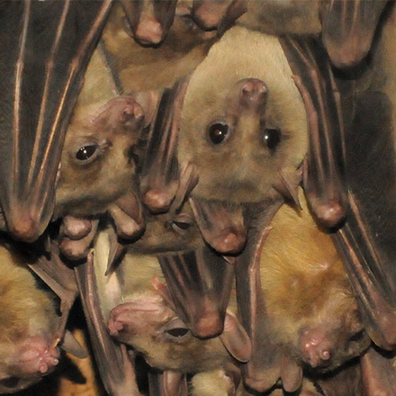 ルーセットオオコウモリ | 生態やペット飼育の注意点などを解説