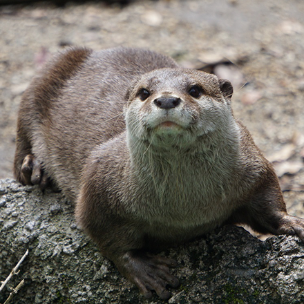 コツメカワウソ | エキゾチックペットガイド