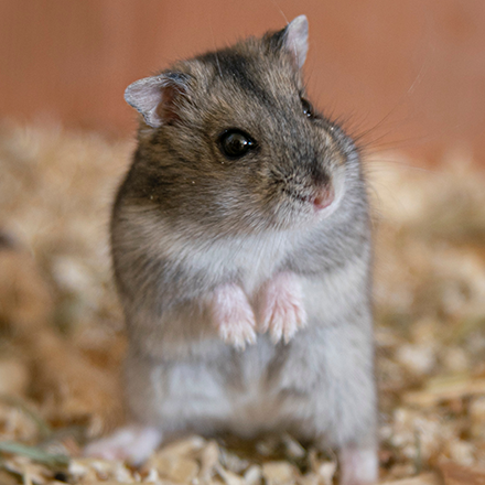 ドワーフハムスター エキゾチックペットガイド