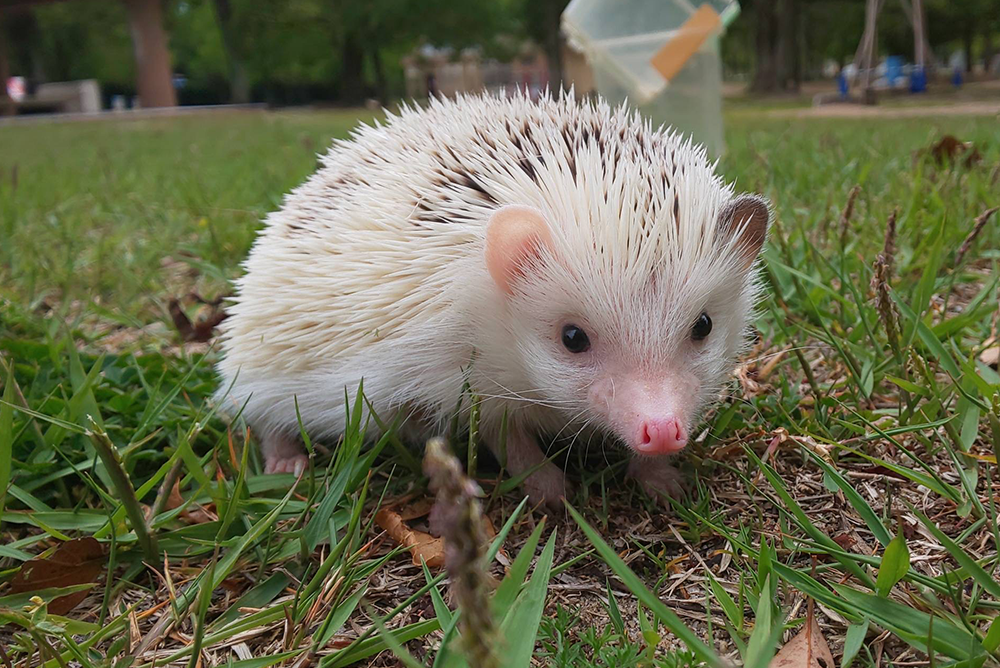 ハリネズミ | 生態やペット飼育の注意点などを解説