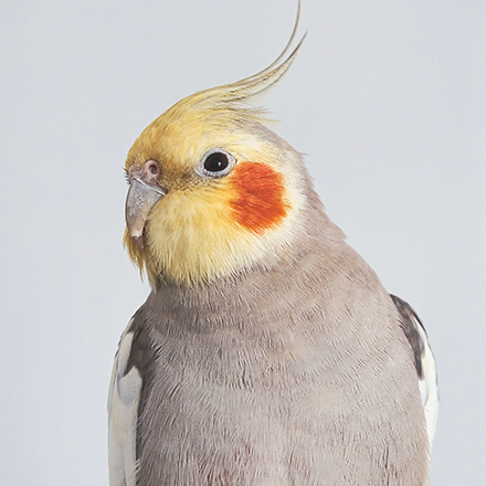 オカメインコ | エキゾチックペットガイド