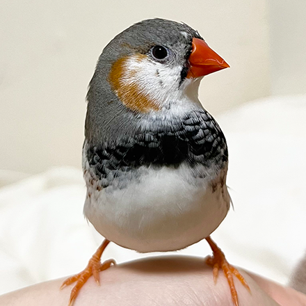 キンカチョウ | エキゾチックペットガイド キンカチョウ | エキゾチックペットガイド