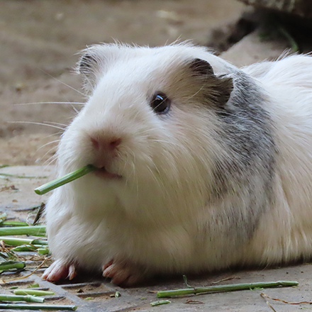モルモット モルモット | 生態やペット飼育のリスク・注意点を解説