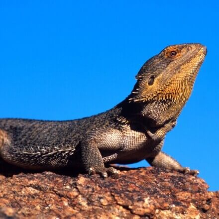 フトアゴヒゲトカゲ | 生態やペット飼育のリスク・注意点を解説