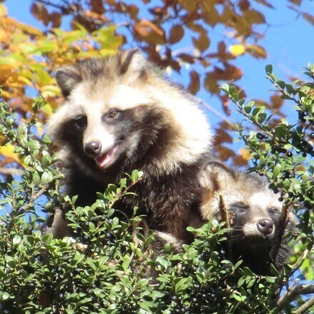 タヌキ | 生態やペット飼育のリスク・注意点を解説